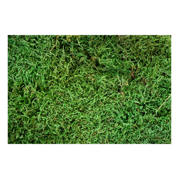 My Village Platmos Groen - Afbeelding 2