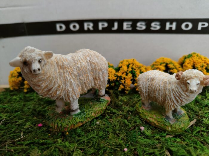 IMG20230219143855 Schapen - Afbeelding 1