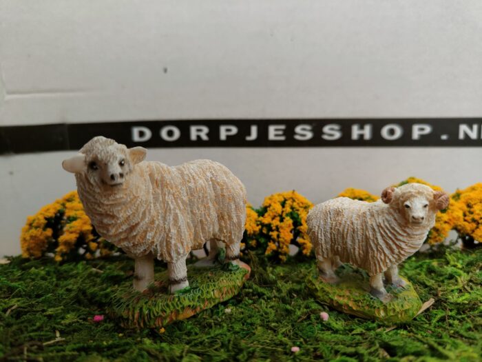 Schapen - Afbeelding 3