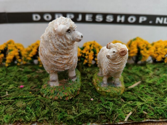 Schapen - Afbeelding 4