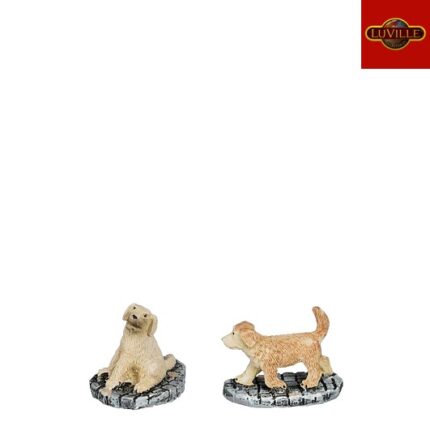 Golden retriever pups