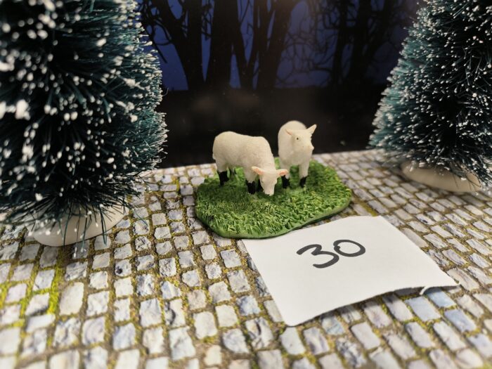 Intratuin Foto 30 Lammetjes - Afbeelding 2