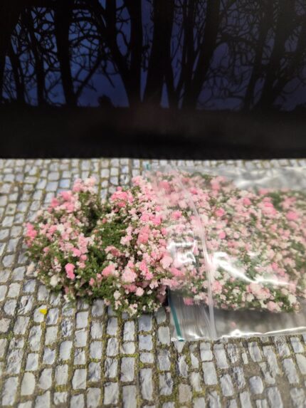 Rose/ Wit mosbedekker/klimplant