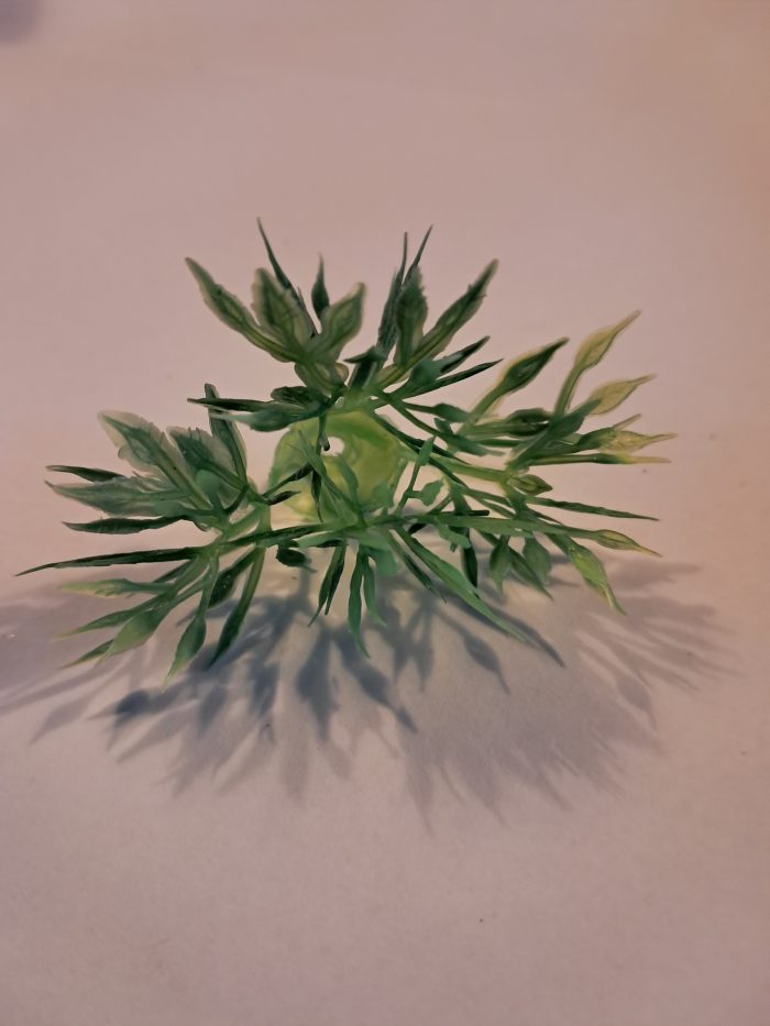 Puntblad  groen struikjes.(10) - Afbeelding 2