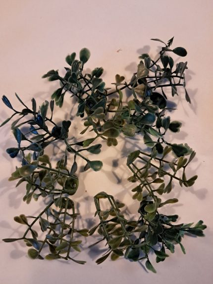 Plant met hartjes blad.(10)