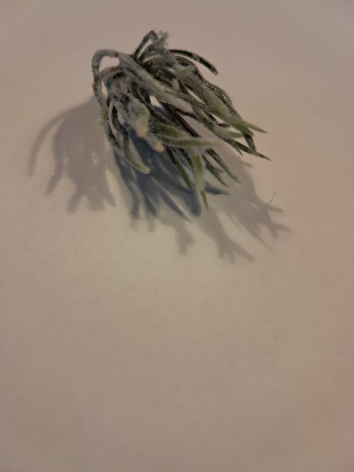 Sliert struikjes(10) - Afbeelding 2