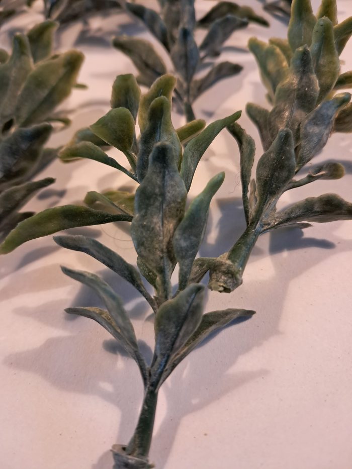 Groene dunne struikboompjes(10) - Afbeelding 2