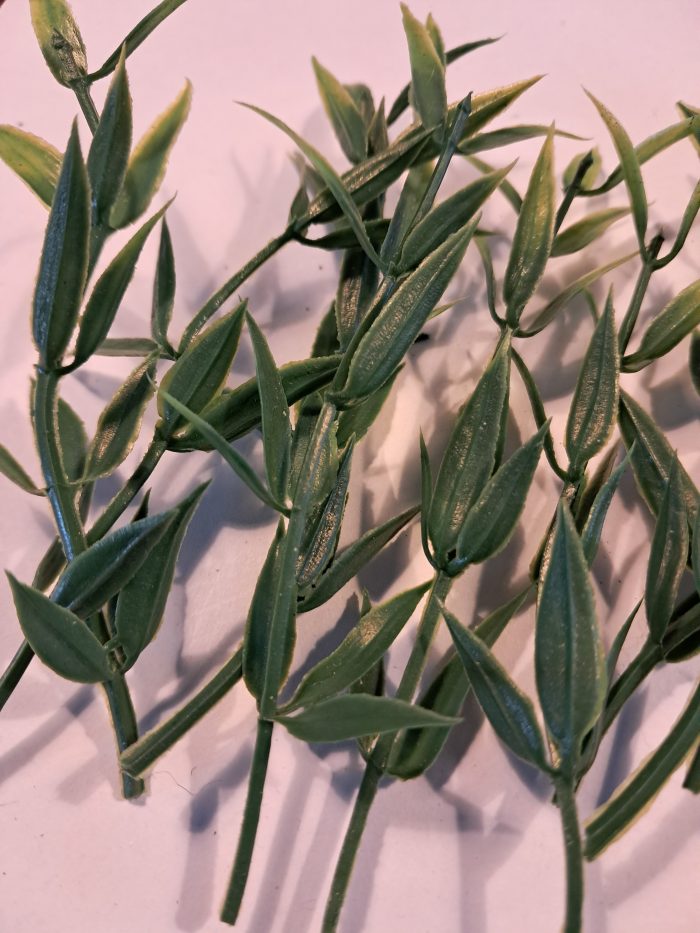 Groene stengels(10) - Afbeelding 2