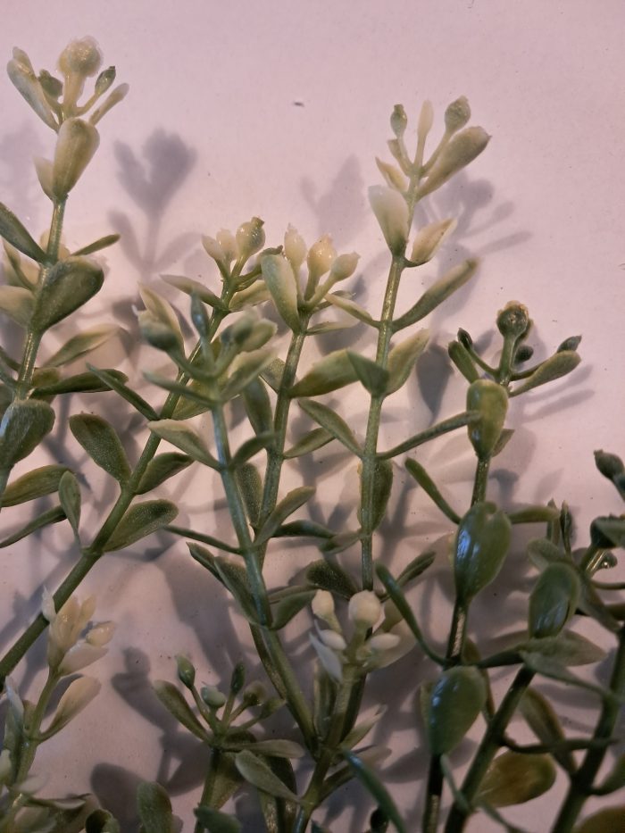 Struikjes hoog met witte bloempjes(10) - Afbeelding 2