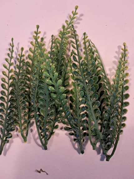 Varen lange plantjes(10)