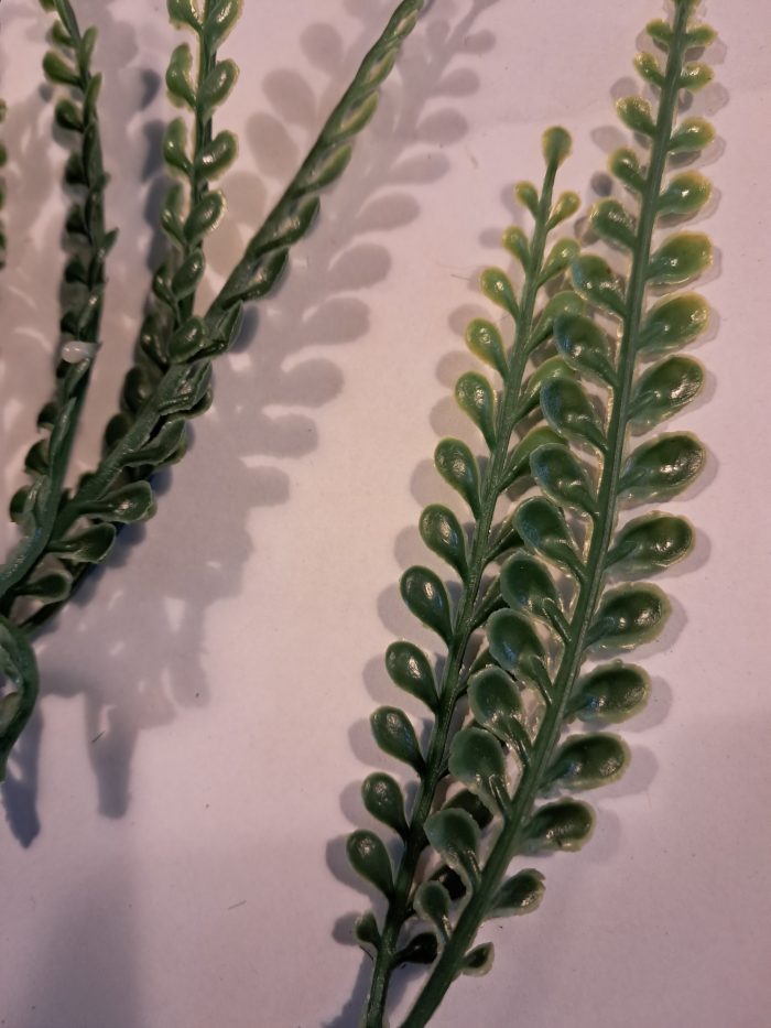 Varen lange plantjes(10) - Afbeelding 2