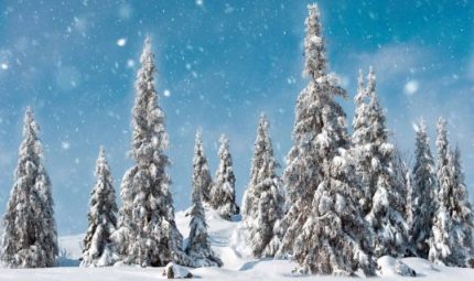 Achtergrondplaat snowy pine trees a