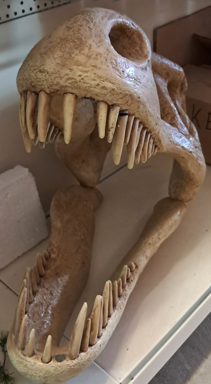 Dino rex head skelet beeld - Afbeelding 2